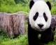 Il panda gigante è salvo dal rischio di estinzione