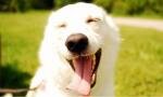 I cani provano empatia: ecco la dimostrazione