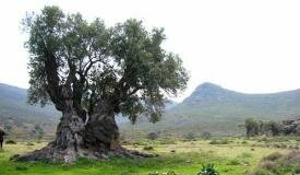 Xylella, quando gli ulivi si trasformano in un caso diplomatico