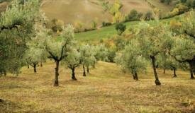 Xylella, infuria la polemica internazionale sugli ulivi
