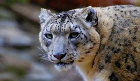 WWF: il leopardo delle nevi è a rischio di estinzione