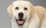 Il cane in ospedale? Meglio di una terapia