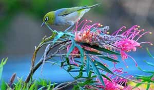 biodiversitaitalia