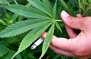 cannabisrapporto
