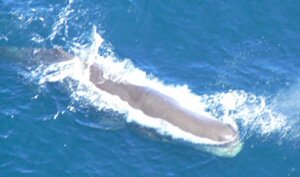capodoglioalbinosardegna