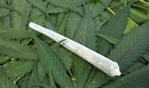 marijuanacorteccia