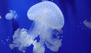 meduselagovaldaosta