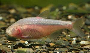 pescemessicanograsso