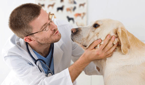 treviglioanimalidomesticiospedale