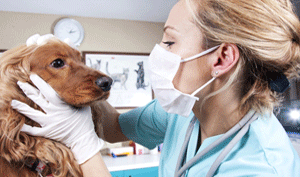 veterinaridigitaliabruzzo
