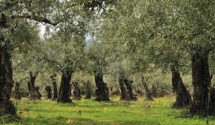Xylella: sotto pasqua abbattuti tutti gli ulivi
