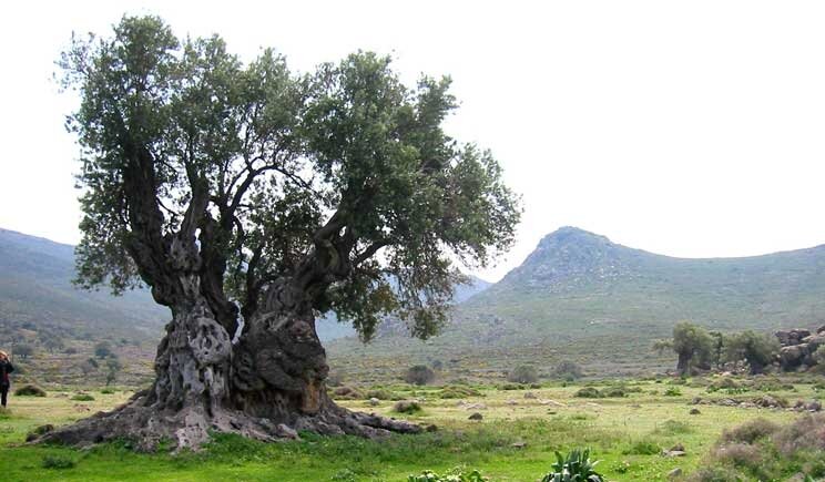 Xylella, quando gli ulivi si trasformano in un caso diplomatico