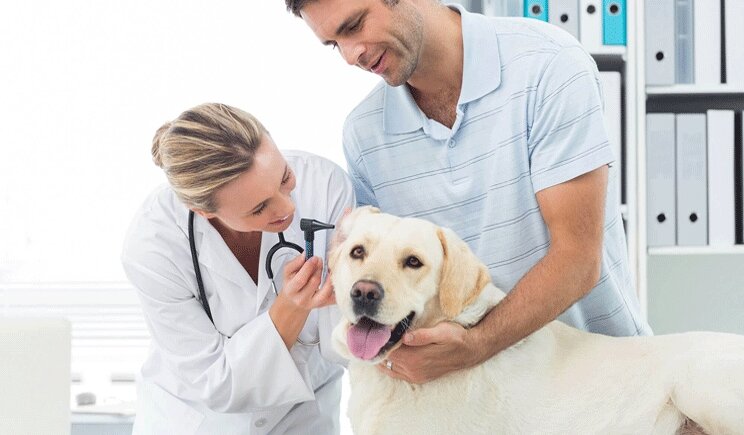 Farmaci veterinari, in arrivo la ricetta elettronica