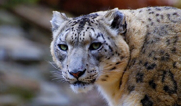 WWF: il leopardo delle nevi è a rischio di estinzione