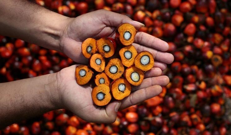 Olio di palma: pericolo per la salute o isteria collettiva?