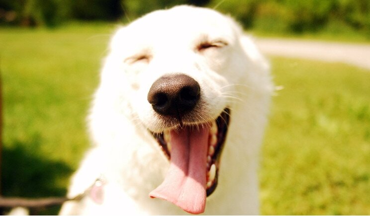 I cani provano empatia: ecco la dimostrazione