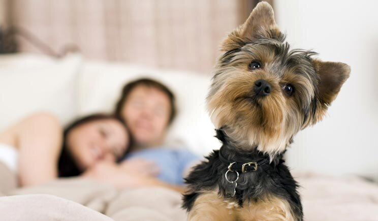 Animali domestici, in arrivo il centralino per il pronto soccorso