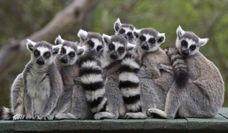 Progetto italiano salva le foreste del Madagascar e lemuri