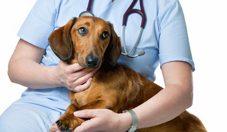 Via libera agli animali domestici in corsia di ospedale