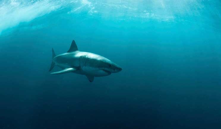 Avvistato squalo a riva nei pressi di Punta Prosciutto in Salento