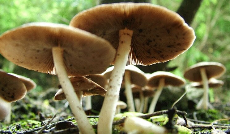 Funghi: come riconoscerli per evitare brutte sorprese