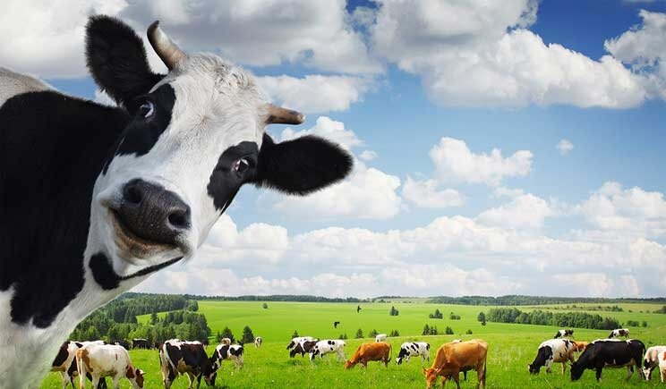 Ondata di caldo, anche la natura soffre: api e mucche “sotto stress”
