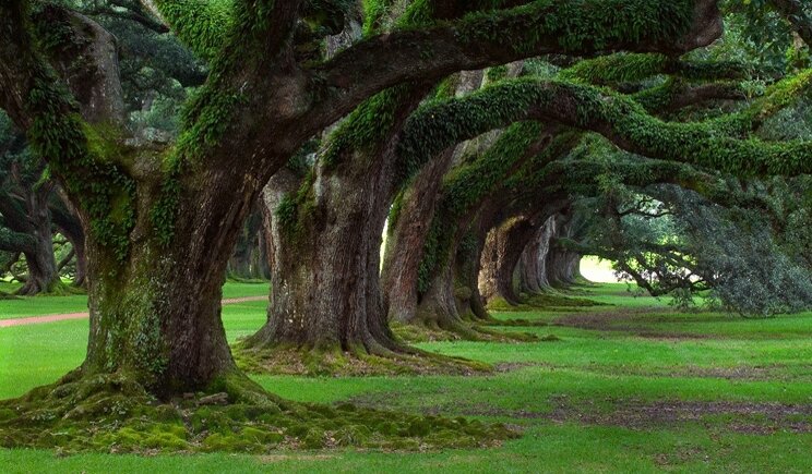 La Terra è più verde del previsto: oltre 3 milia miliardi di alberi