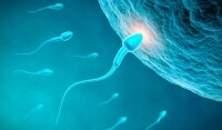 Scoperto il “motore” che muove gli spermatozoi