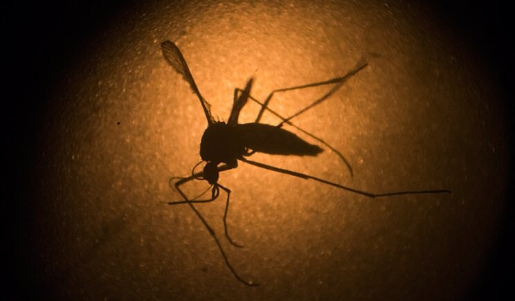 Virus Zika: infetta una donna incinta in Spagna