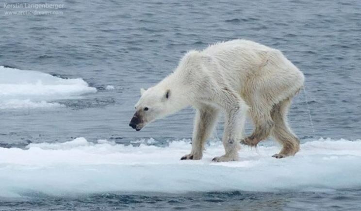 Orso bianco in difficoltà diventa l'emblema del cambiamento climatico