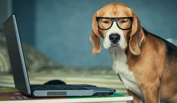 Giornata mondiale dei cani in ufficio: meno stress e maggiore produttività