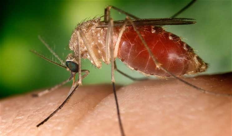 Via libera dell'Ema al vaccino anti-malaria