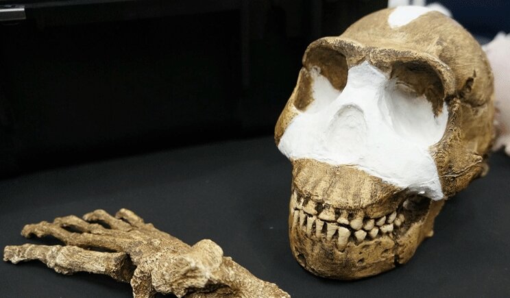 Ritrovati in Sudafrica resti di una specie umana sconosciuta