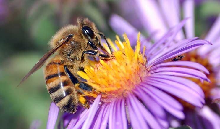 Biodiversità: a rischio il 20% delle specie animali italiane