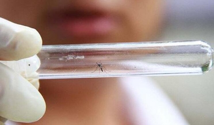 Virus Zika: l'Oms dichiara l'emergenza globale