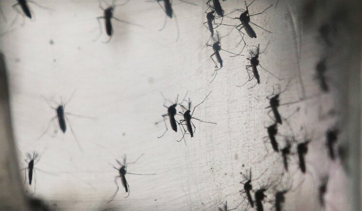 Il virus Zika tra veri casi e falsi allarmi in Italia