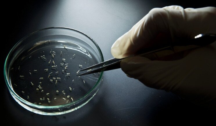 Virus Zika: possibile allarme in Italia da maggio?