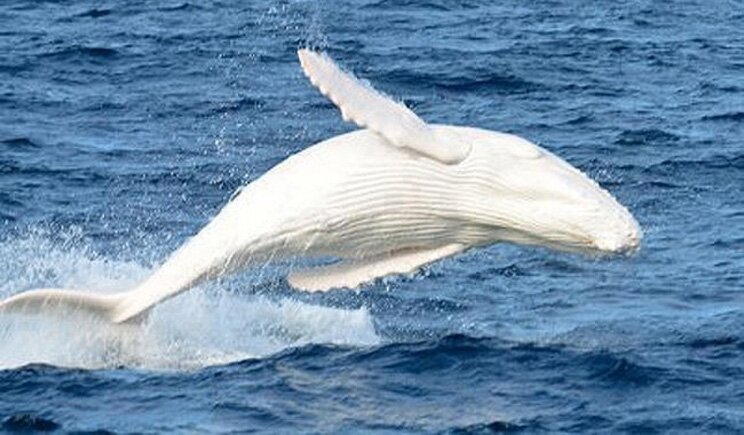 Avvistato capodoglio albino in Sardegna