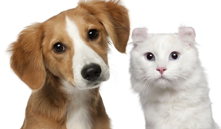 Nasce il primo cimitero per animali domestici