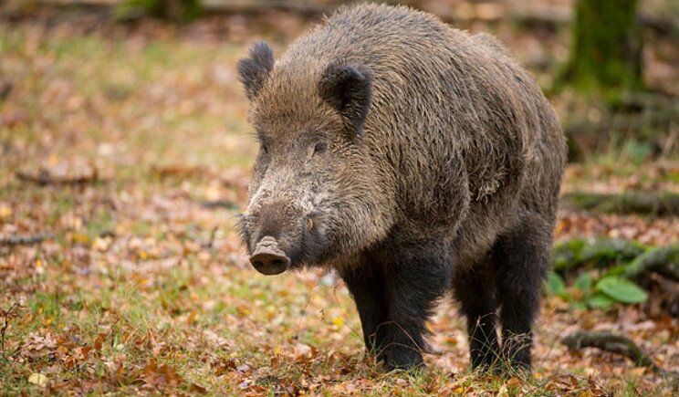 Trichinellosi, famiglia contagiata dopo aver consumato carne di cinghiale