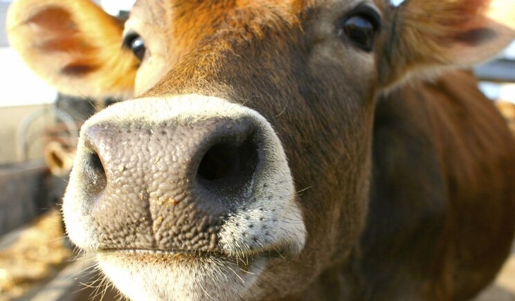 Mucca pazza, torna l'incubo in Italia: un decesso a Lecce