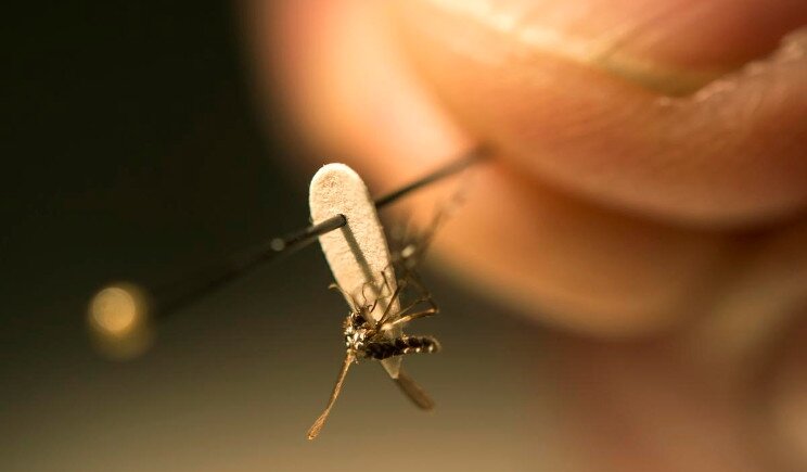 Emergenza Zika: un Italiano nella task force internazionale