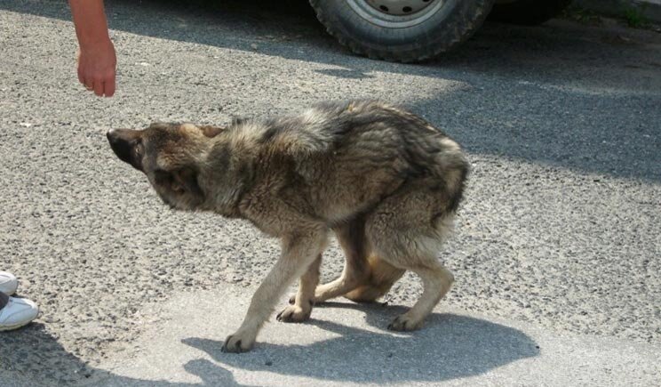 Mendicante maltratta i suoi cani e viene denunciato