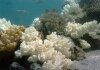 La barriera corallina sta scolorendo a causa...