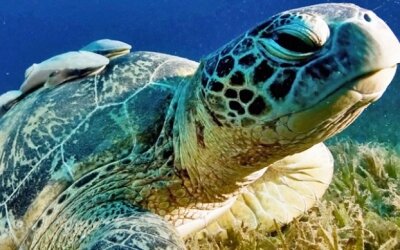 Rapporto del WWF: in 40 anni scomparsa metà della fauna selvatica...