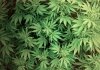 Individuato un legame tra cannabis e depressione