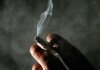 Cannabis, il consumo prolungato espone al...