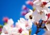 Allergie stagionali: ecco come difendersi